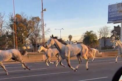 Un coronel dio detalles de cómo escaparon 46 caballos de los Granaderos de Campo de Mayo